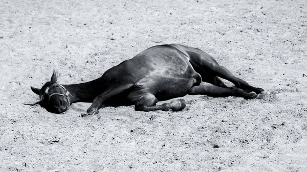 Closeup Shot Horse Lying Tired Ground Grayscale — Stock Photo, Image