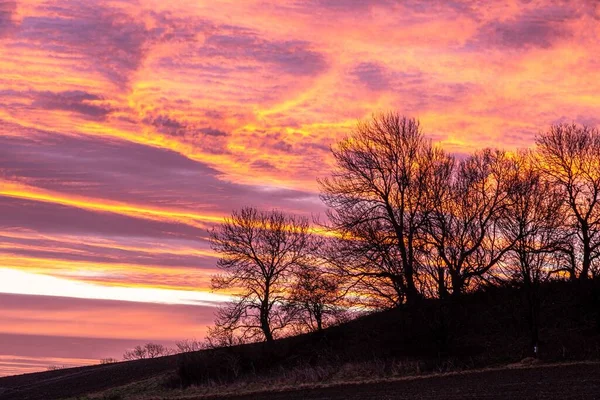 Μια Κοιλάδα Δέντρα Ενάντια Ένα Ζωντανό Ροζ Ουρανό Αυγή — Φωτογραφία Αρχείου