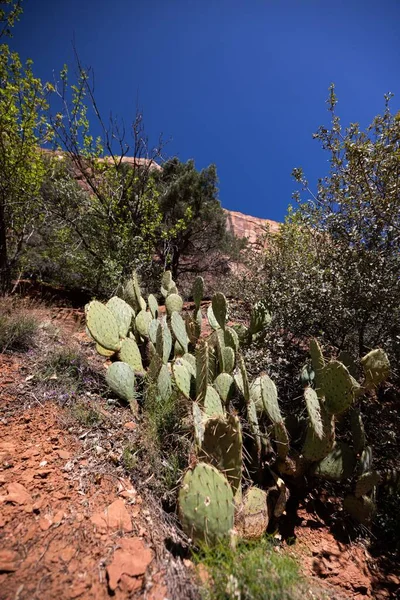 Una Toma Vertical Cactus Pera Espinosa Sobre Paisaje Montañoso Del — Foto de Stock