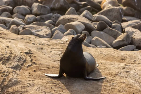 Een Selectieve Focus Shot Van Een Sea Lion Basking Sun — Stockfoto