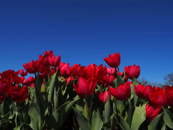 Beautiful red tulips in bloom during the spring, Tulip Time Festival, in Holland Michigan. Selective focus used to give depth to picture.