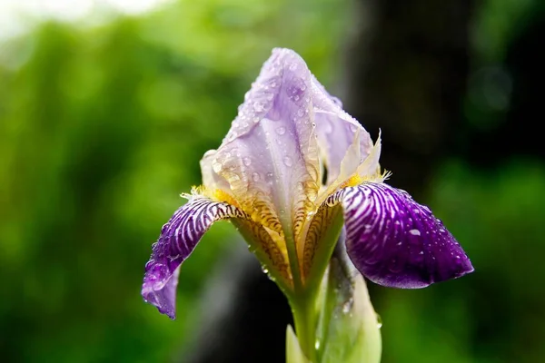 Eine Bunte Iris Morgentau Polen — Stockfoto