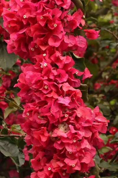 Leuchtend Rosa Blüten Der Kleinen Bougainvillea Die Garten Blühen — Stockfoto