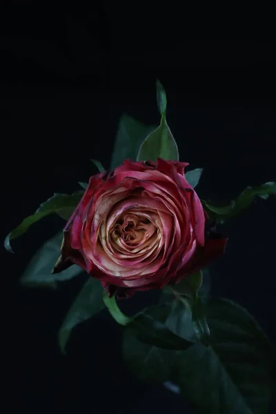 Eine Vertikale Aufnahme Einer Magentafarbenen Rose Isoliert Auf Schwarzem Hintergrund — Stockfoto