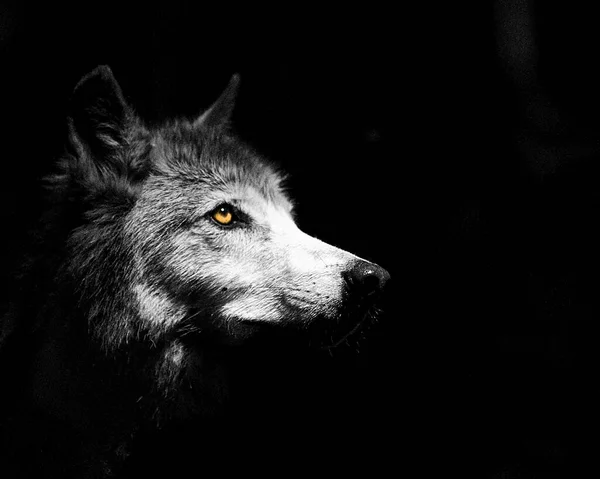 Closeup Shot French Mountain Wolf Black Background Grayscale — Stock Photo, Image