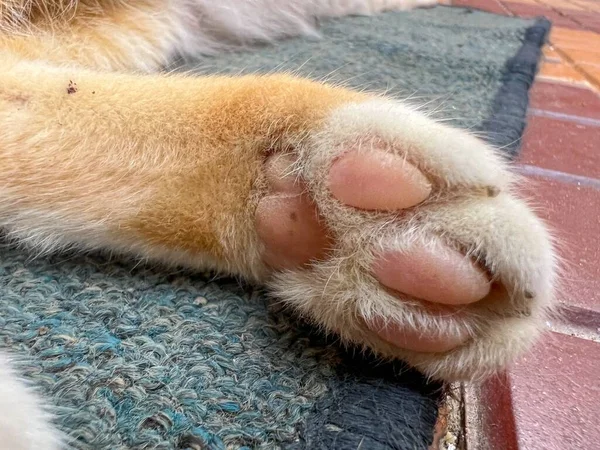 Closeup Cat Pink Pads — Stock Photo, Image