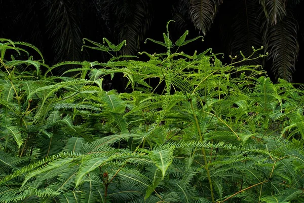 马来西亚常见蕨类 Dicranopteris Linis 的美丽景色 — 图库照片