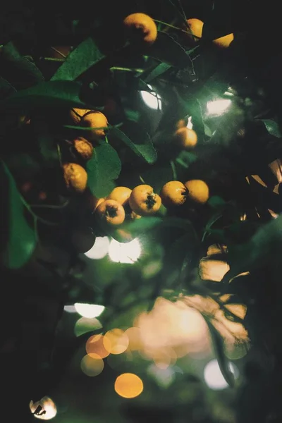 보케등 과일나무의 수직감싼 — 스톡 사진