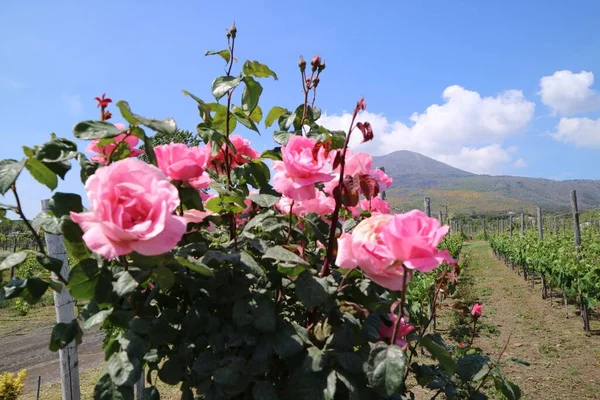 Tiro Close Rosas Rosa Uma Vinha Nas Encostas Vulcão Território — Fotografia de Stock