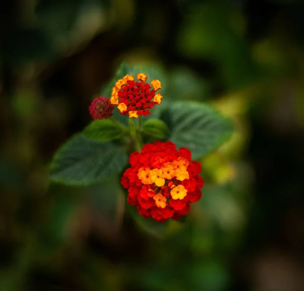 Eine Nahaufnahme Einer Hübschen Lantana Blume Mit Roten Und Gelben — Stockfoto