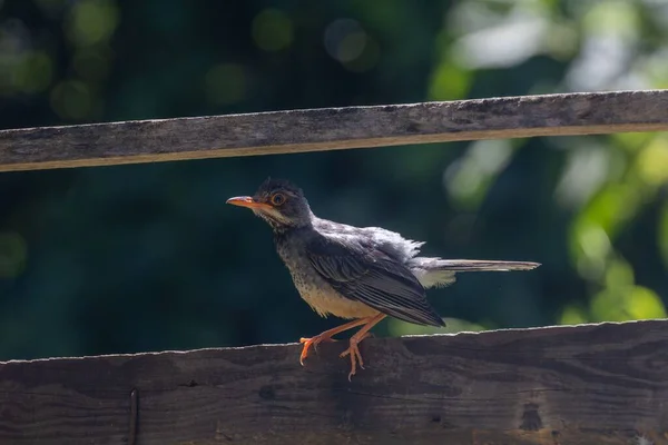 Een Close Van Een Zwarte True Thrush Die Overdag Hout — Stockfoto