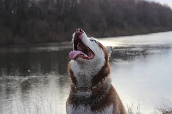 Lear Husky Siberiano Brincalhão Lago — Fotografia de Stock