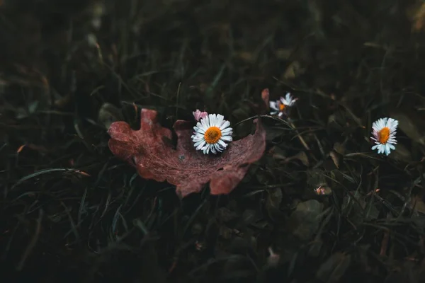 Три Квітки Ромашки Обклеєні Сухим Листям Траві — стокове фото