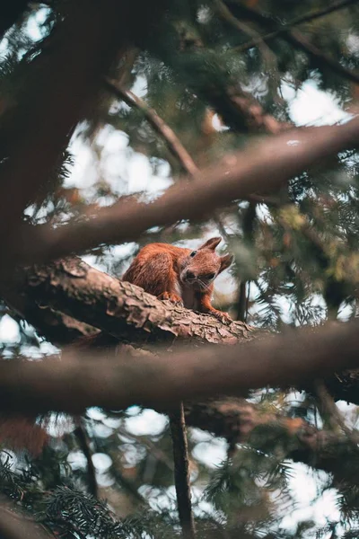 Ein Rotes Eichhörnchen Auf Dem Ast Wald — Stockfoto