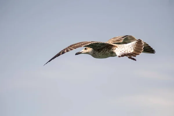 날아다니는 청어의 갈매기 — 스톡 사진