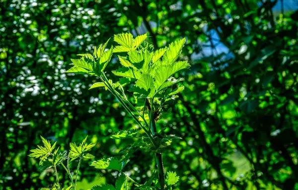 Primer Plano Ángulo Bajo Una Planta Ortiga Verde Que Crece —  Fotos de Stock