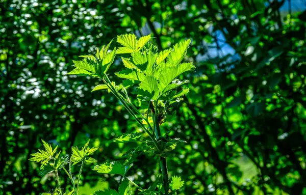 Primer Plano Ángulo Bajo Una Planta Ortiga Verde Que Crece — Foto de Stock