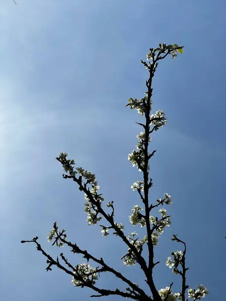 Close Cherry Tree Flowers Bloom Sunlight Vertical — Stock Photo, Image