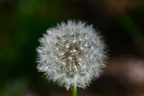 Крупный План Одуванчика Taraxacum Весеннее Время — стоковое фото