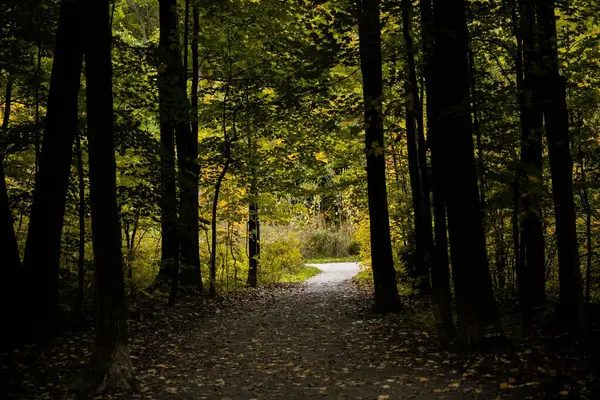 Kręta Ścieżka Przez Las — Zdjęcie stockowe