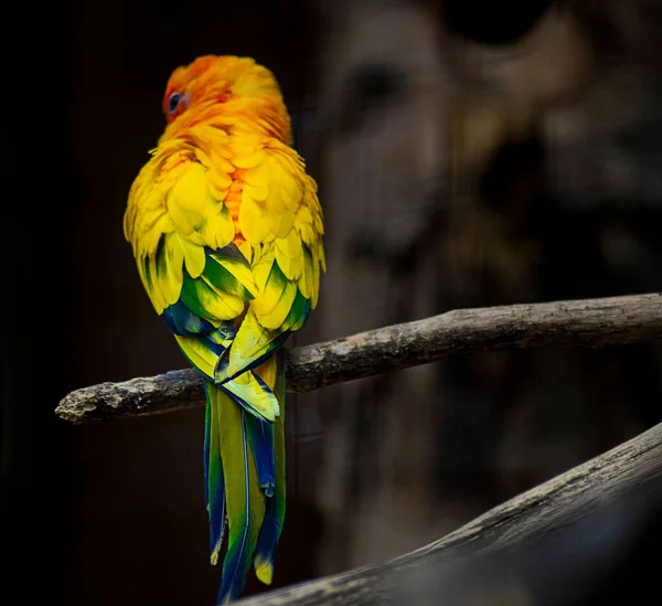 Een Close Shot Van Een Kleurrijke Papegaai Hoog — Stockfoto