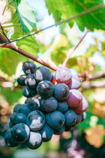 Close Cachos Uvas Maduras Que Crescem Vinha — Fotografia de Stock