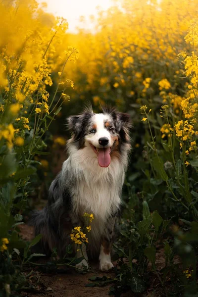 Australian Shepherd Breed Dog Portrait Canola Flower Field Vertical — Stock Photo, Image