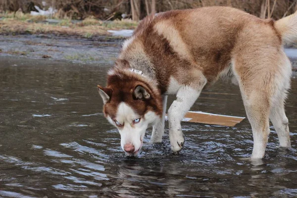 Nyfiken Sibirisk Husky Dricksvatten Från Sjö Och Tittar Kameran — Stockfoto