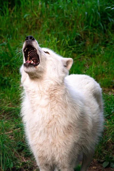 Portrét Bílého Arktického Vlka Canis Lupus Arctos Zívajícího Zeleném Rozmazaném — Stock fotografie