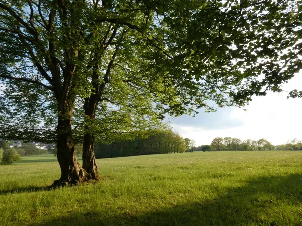 Eine Grüne Wiese Und Ein Wald Mit Bäumen Vordergrund — Stockfoto