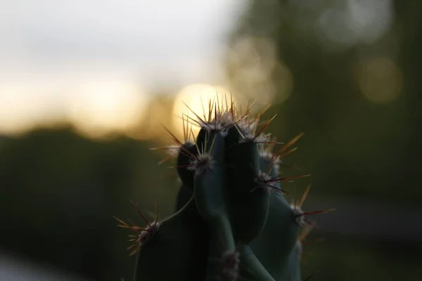 Vetores de Cacto Dos Desenhos Animados Conjunto De Cactos Brilhantes  Projeto Colorido Dos Cactos Isolado No Fundo Branco e mais imagens de  América Latina - iStock