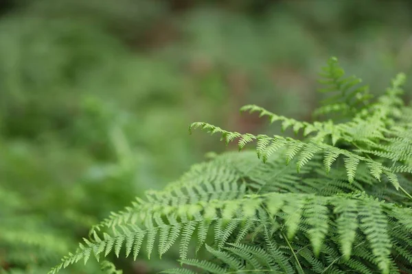 Erstaunliche Aufnahme Von Grünen Farnen Die Einem Wald Österreich Wachsen — Stockfoto