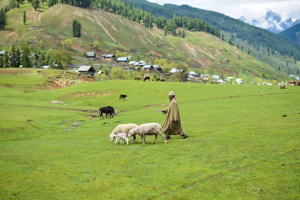 Ein Schäfer Mit Schafsfamilie Auf Einer Grünen Wiese Mit Bergen — Stockfoto