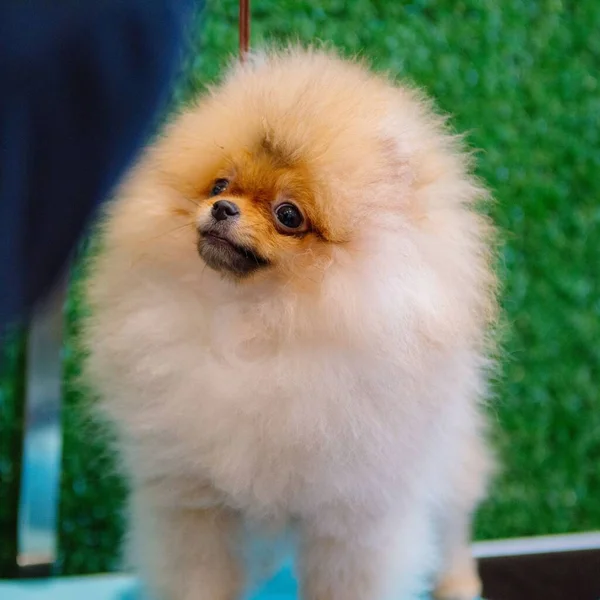 Een Closeup Shot Van Een Schattig Pluizig Pomeranian Hond Zoek — Stockfoto