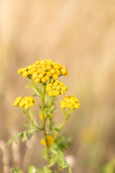 Egy Függőleges Közelkép Tanacetum Sárga Tansy Virágok Egy Nyári Napon — Stock Fotó