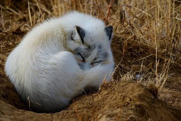 Bir Hayvan Barınağında Tutsak Olarak Uyuyan Kutup Tilkisi Sağa Doğru — Stok fotoğraf