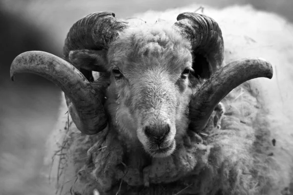 Een Mannelijk Schaap Kijkt Recht Camera Klaar Aan Vallen — Stockfoto