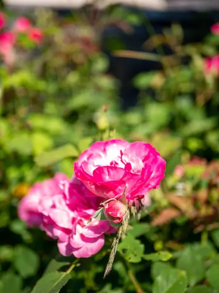 Enfoque Selectivo Rosas Rosadas Jardín — Foto de Stock