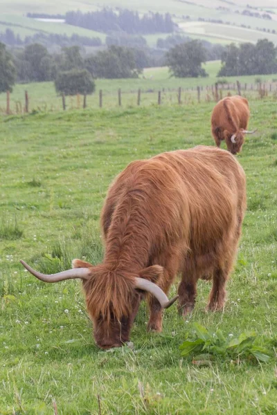 Vertical Shot Highland Cattle Grazing Grass Field — Stock Photo, Image