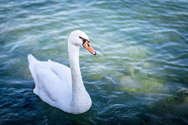 一只长着橙色喙的美丽天鹅在河里游来游去 — 图库照片