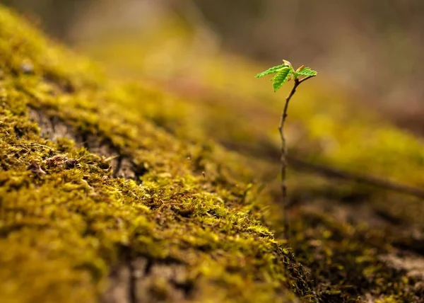 Fechar Uma Árvore Jovem Brotar Crescendo Partir Uma Cama Musgo — Fotografia de Stock