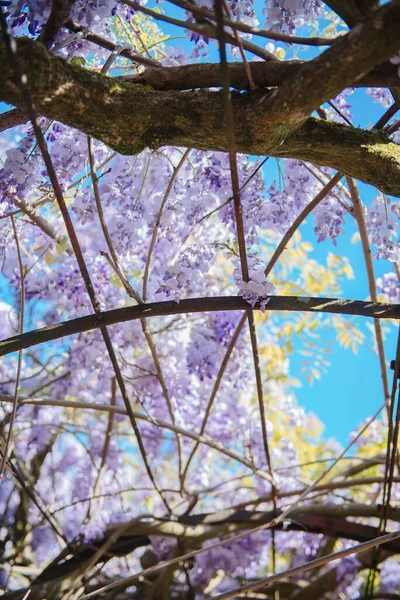 春には華やかで花の咲く中国の藤の木の垂直撮影 — ストック写真