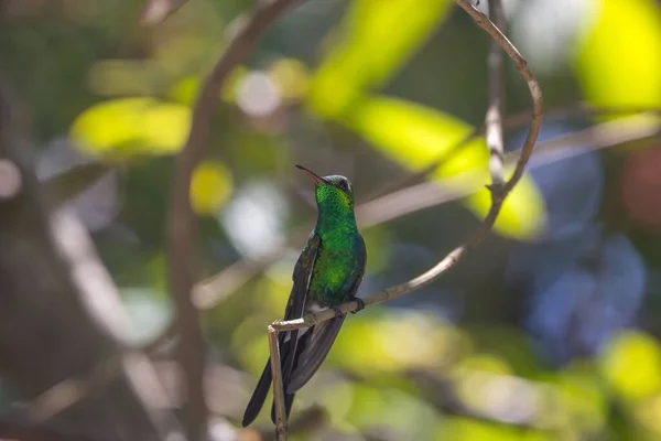 一只可爱的绿蜂鸟在白天坐在树枝上的特写 — 图库照片