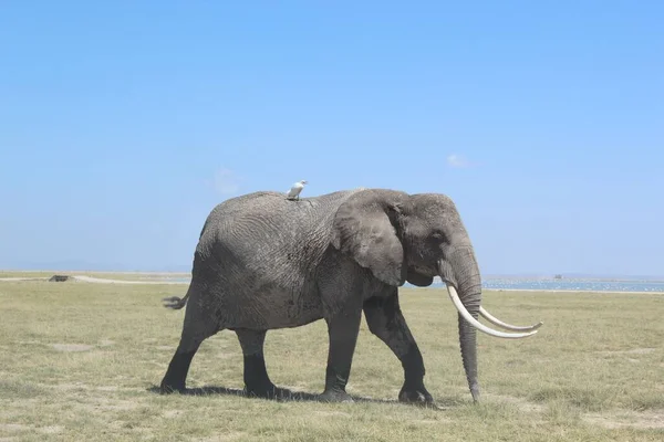 A bird standing on the back of a huge elephant in Savanna