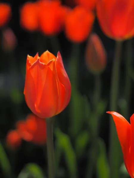 Orange Tulip Budding Morning Sun 2022 Holland Tulip Festival — Stock Photo, Image