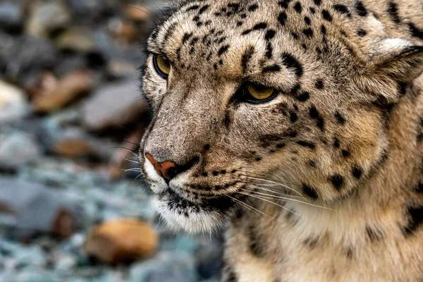 Портрет Снігового Барса Panthera Uncia — стокове фото