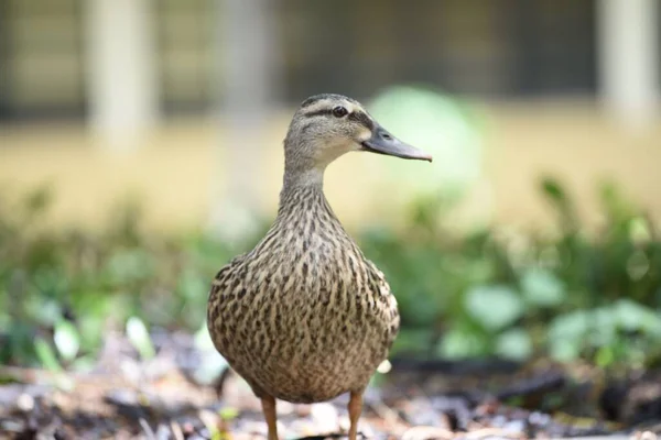 Uma Foto Close Pato Reais Fundo Embaçado — Fotografia de Stock