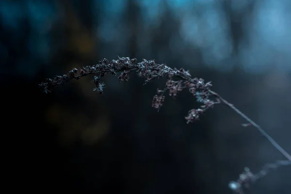 Прекрасний Шматок Трави Лузі Розмитим Природним Фоном — стокове фото