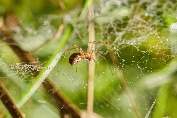 Ragno Marrone Sulla Sua Ragnatela Con Sfondo Natura Bokeh — Foto Stock