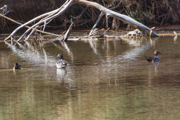 Beautiful Shot Ducks Floating Water Surface — Stock Photo, Image